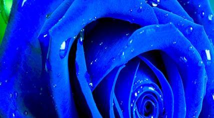  蓝色玫瑰拼图