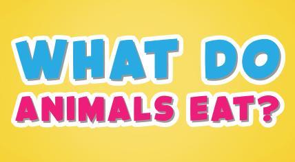  动物吃什么